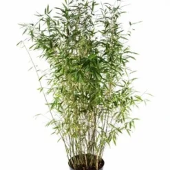 Niet Woekerende Bamboe (Fargesia 'Dino')