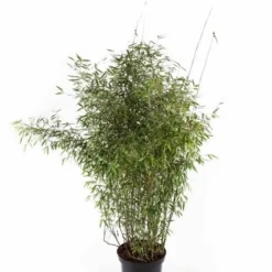 Niet Woekerende Bamboe (Fargesia 'Jiuzhaigou') -Aanbiedingen Hortus Groei Winkel fargesiajiuzhaigou01