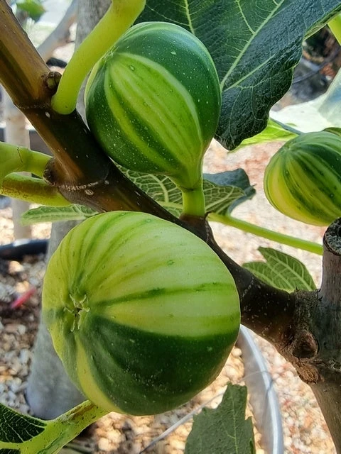 Vijg (Ficus Carica 'Panache') 1 Vijg (Ficus Carica 'Panache')