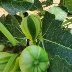 Vijg (Ficus Carica 'Panache') 8 Vijg (Ficus Carica 'Panache') -Aanbiedingen Hortus Groei Winkel ficus caira panachee 2