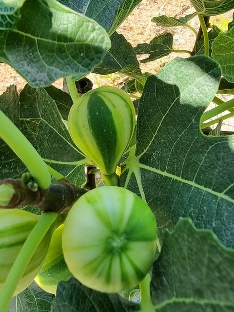 Vijg (Ficus Carica 'Panache') 3 Vijg (Ficus Carica 'Panache') - Afbeelding 3