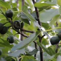 Vijg (Ficus Carica) -Aanbiedingen Hortus Groei Winkel ficus carica 1
