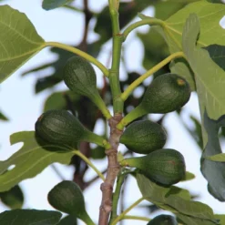 Vijg (Ficus Carica) -Aanbiedingen Hortus Groei Winkel ficus carica 2