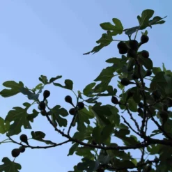 Vijg Op Stam (Ficus Carica) -Aanbiedingen Hortus Groei Winkel ficus carica 3