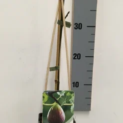 Vijg (Ficus Carica) -Aanbiedingen Hortus Groei Winkel ficus carica 50 60 c2