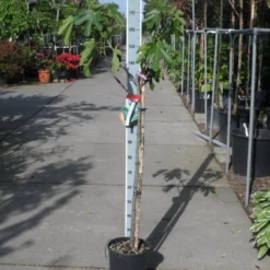 Vijg Op Stam (Ficus Carica) -Aanbiedingen Hortus Groei Winkel ficus carica halfstam c15