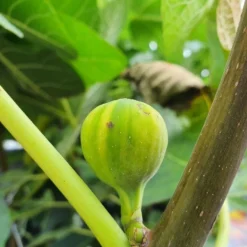 Vijg (Ficus Carica 'Panache') 9 Vijg (Ficus Carica 'Panache') -Aanbiedingen Hortus Groei Winkel ficuscaricapanache01