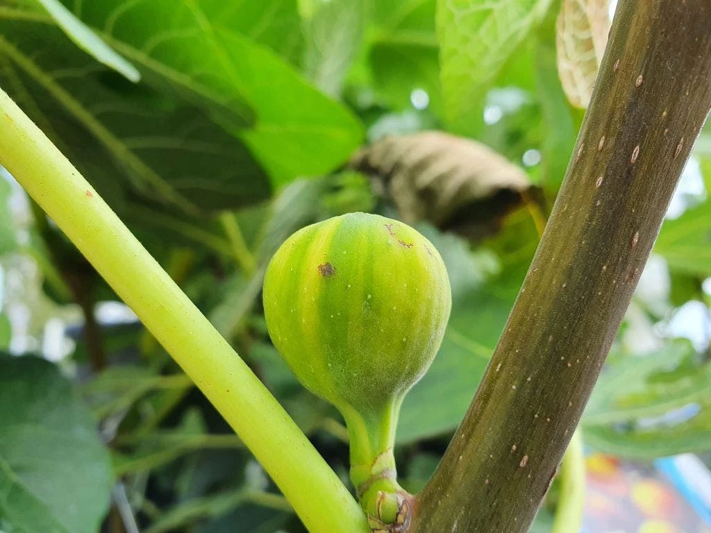 Vijg (Ficus Carica 'Panache') 4 Vijg (Ficus Carica 'Panache') - Afbeelding 4