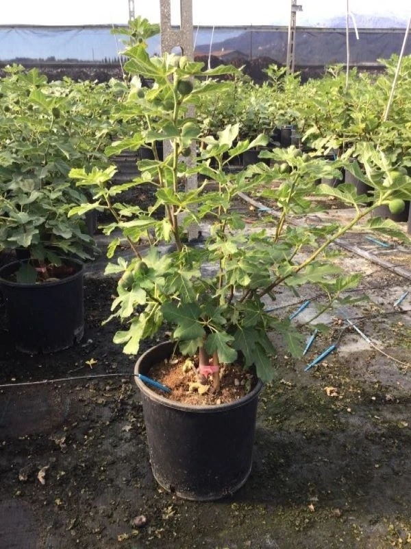 Vijg (Ficus Carica 'Violet Dauphine') 1 Vijg (Ficus Carica 'Violet Dauphine')