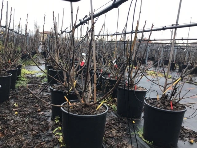 Vijg (Ficus Carica 'Panache') 6 Vijg (Ficus Carica 'Panache') - Afbeelding 6