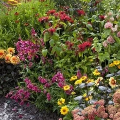 Borderpakket Bonte Border