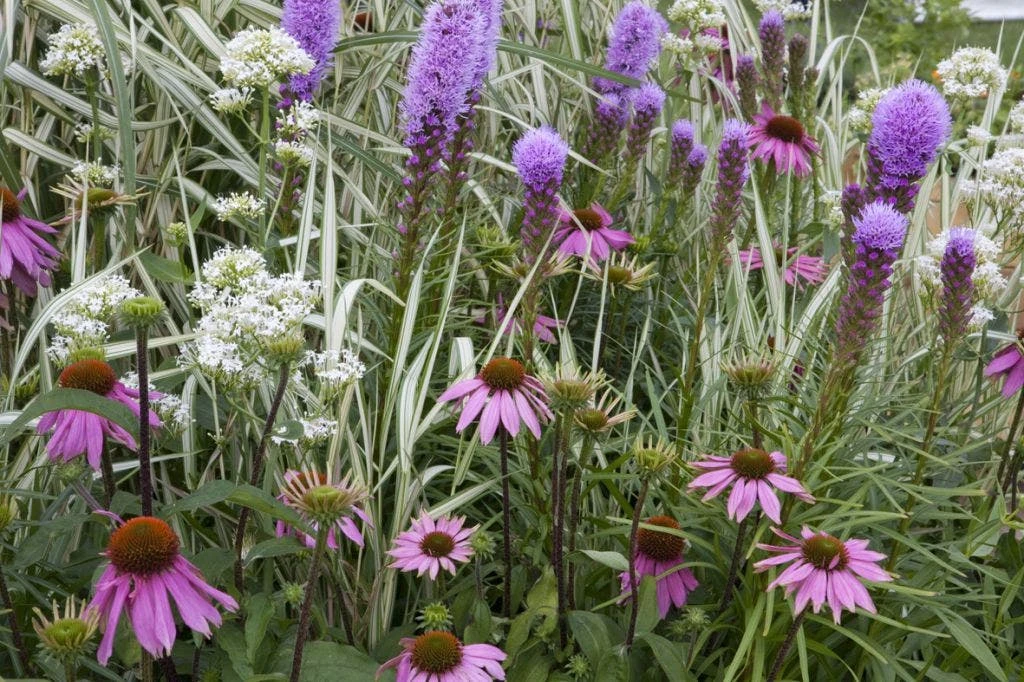 Borderpakket Roze, Wit En Paars 1 Borderpakket Roze, Wit En Paars