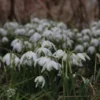 Sneeuwklokjes (Galanthus Nivalis 'Flore Pleno')