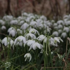Sneeuwklokjes (Galanthus Nivalis 'Flore Pleno')