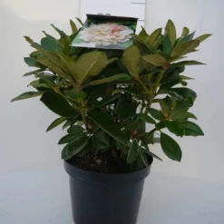 Dwergrhododendron (Rhododendron 'Golden Torch') -Aanbiedingen Hortus Groei Winkel golden torch c4 voor