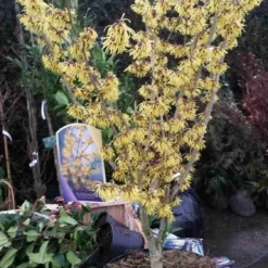 Toverhazelaar (Hamamelis Intermedia 'Arnold Promise') -Aanbiedingen Hortus Groei Winkel hamamelis arnold promise 2