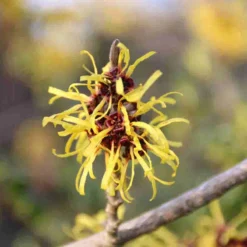 Toverhazelaar (Hamamelis Mollis 'Pallida') -Aanbiedingen Hortus Groei Winkel hamamelis mollis pallida