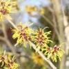 Toverhazelaar (Hamamelis Mollis 'Pallida')