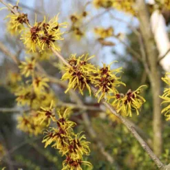 Toverhazelaar (Hamamelis Mollis 'Pallida') -Aanbiedingen Hortus Groei Winkel hamamelis mollis pallida 3