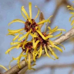 Toverhazelaar (Hamamelis Mollis 'Pallida') -Aanbiedingen Hortus Groei Winkel hamamelis mollis pallida 4