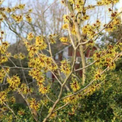Toverhazelaar (Hamamelis Mollis 'Pallida') -Aanbiedingen Hortus Groei Winkel hamamelis mollis pallida 6