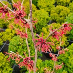 Toverhazelaar (Hamamelis Intermedia 'Ruby Glow') 5 Toverhazelaar (Hamamelis Intermedia 'Ruby Glow') -Aanbiedingen Hortus Groei Winkel hamamelisrubyglow02a