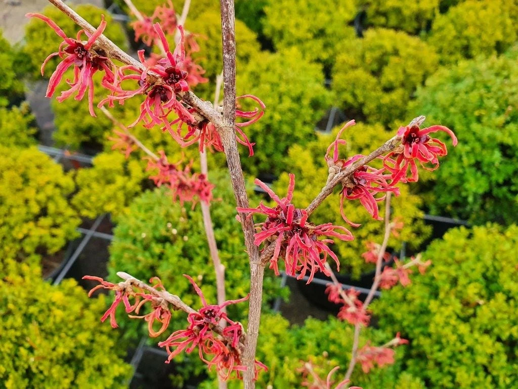 Toverhazelaar (Hamamelis Intermedia 'Ruby Glow') 3 Toverhazelaar (Hamamelis Intermedia 'Ruby Glow') - Afbeelding 3
