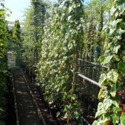 Kaukasische Klimop (Hedera Colchica 'Dentata Variegata') -Aanbiedingen Hortus Groei Winkel hedera colchica dentata variegata 175 200 c10 3