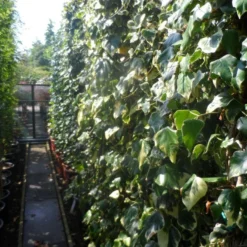 Kaukasische Klimop (Hedera Colchica 'Dentata Variegata') -Aanbiedingen Hortus Groei Winkel hedera colchica dentata variegata 200 250 c15 3