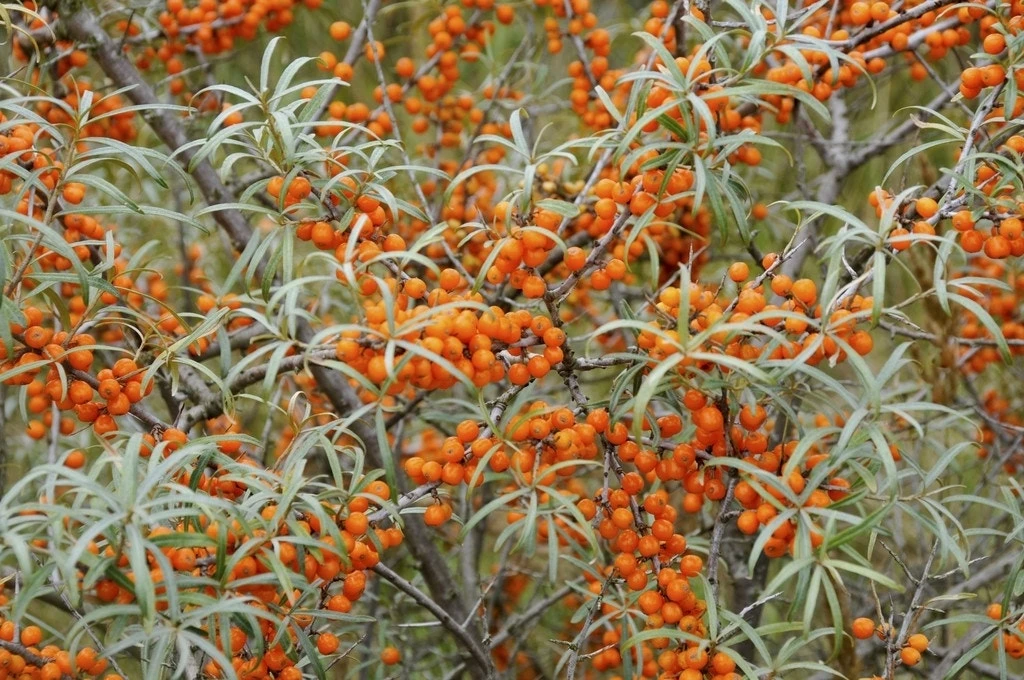 Duindoorn (Hippophae Rhamnoides) 1 Duindoorn (Hippophae Rhamnoides)