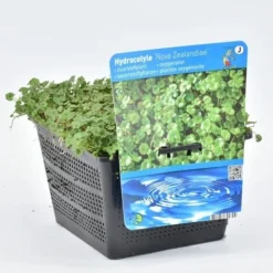 Waternavel (Hydrocotyle Novae-zealandiae) 5 Waternavel (Hydrocotyle Novae-zealandiae) -Aanbiedingen Hortus Groei Winkel hydrocotyle nova zealandiae 18x18 20180403224236