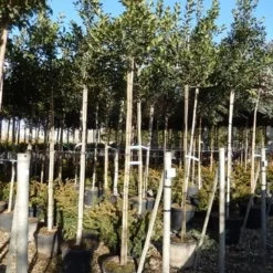 Hulst Als Boom (Ilex 'Nellie R. Stevens') -Aanbiedingen Hortus Groei Winkel ilex a. nellie r. stevens 8 10 4