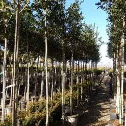 Hulst Als Boom (Ilex 'Nellie R. Stevens') -Aanbiedingen Hortus Groei Winkel ilex a. nellie r. stevens 8 10 5