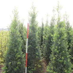 Hulst (Ilex Aquifolium 'Alaska') -Aanbiedingen Hortus Groei Winkel ilex a alaska 200 225