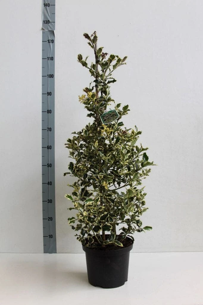 Hulst (Ilex Aquifolium 'Argentea Marginata') - Afbeelding 5