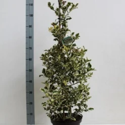 Hulst (Ilex Aquifolium 'Argentea Marginata') -Aanbiedingen Hortus Groei Winkel ilex a argentea marginata 60 80 co. 5l kopie kopie 1