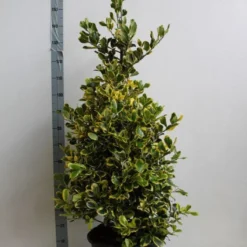 Hulst (Ilex Altaclerensis 'Golden King') -Aanbiedingen Hortus Groei Winkel ilex a golden king 100 125 cm co. 25 kopie kopie 1 1