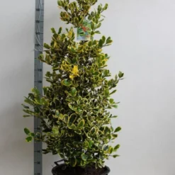 Hulst (Ilex Altaclerensis 'Golden King') -Aanbiedingen Hortus Groei Winkel ilex a golden king 125 150 cm 30l kopie kopie 1