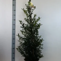 Hulst (Ilex Aquifolium 'Alaska') -Aanbiedingen Hortus Groei Winkel ilex aq. alaska 80 100 cm c12 kopie