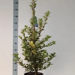 Hulst (Ilex Aquifolium 'Argentea Marginata') -Aanbiedingen Hortus Groei Winkel ilex aq. aurea marginata 60 80 cm co. 7.5l v kopie 1