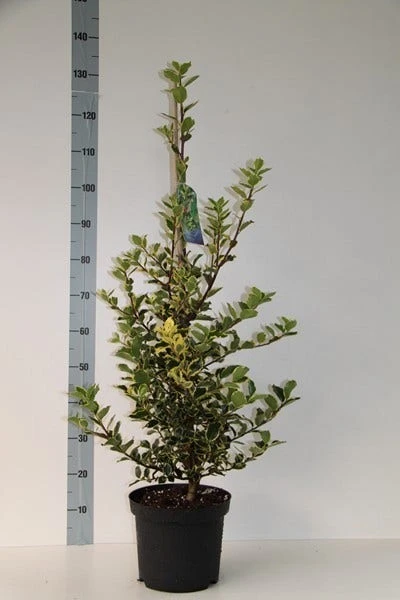 Hulst (Ilex Aquifolium 'Argentea Marginata') - Afbeelding 6
