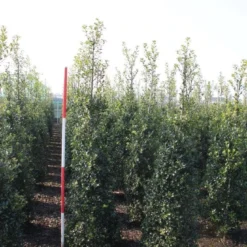 Hulst (Ilex Aquifolium 'Alaska') -Aanbiedingen Hortus Groei Winkel ilex aquif. alaska 175 200 h