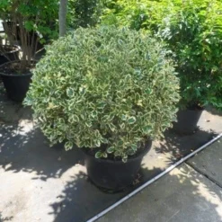 Bonte Hulst In Bolvorm (Ilex Aquifolium 'Argentea Marginata') -Aanbiedingen Hortus Groei Winkel ilex aquifolium argenteomarginatum bol 80 100