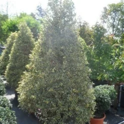 Hulst (Ilex Aquifolium 'Argentea Marginata') -Aanbiedingen Hortus Groei Winkel ilex aquifolium argenteomarginatum kegel 175 200 225
