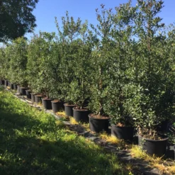 Grote Hulst (Ilex Aquifolium)