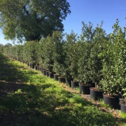 Grote Hulst (Ilex Aquifolium) -Aanbiedingen Hortus Groei Winkel ilex aquifolium h200225cm 1