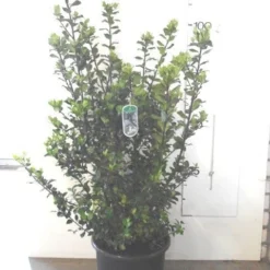 Blauwe Hulst (Ilex Meserveae 'Blue Prince') -Aanbiedingen Hortus Groei Winkel ilex blue prince c20