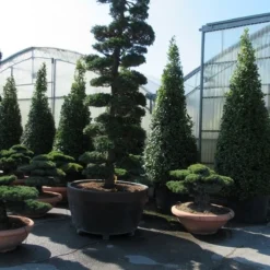 Japanse Hulst Als Bonsai (Ilex Crenata) -Aanbiedingen Hortus Groei Winkel ilex bonsai 1