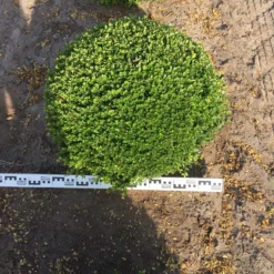 Japanse Hulst Als Bolvorm (Ilex Crenata) -Aanbiedingen Hortus Groei Winkel ilex crenata 70 cm breed bol drkl 1 1