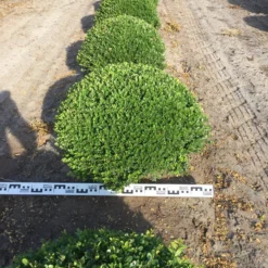 Japanse Hulst Als Bolvorm (Ilex Crenata) -Aanbiedingen Hortus Groei Winkel ilex crenata 70 cm breed bol drkl 2 1